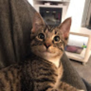 Meet your Posher, Layla